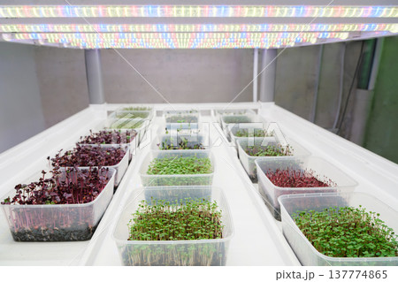 Microgreens growing under LED lights in clear plastic containers indoors 137774865