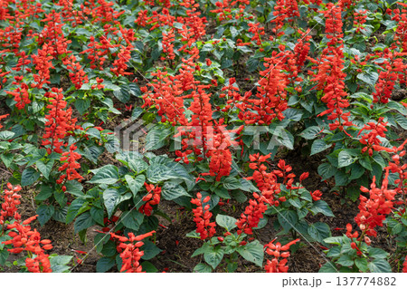 Red Salvia splendens Vista Red blooming in the flowerbed. 137774882