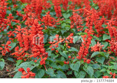 Red Salvia splendens Vista Red blooming in the flowerbed. 137774884