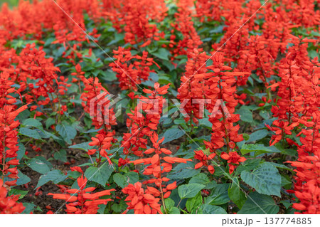 Red Salvia splendens Vista Red blooming in the flowerbed. Red Salvia splendens Vista Red blooming in the flowerbed. 137774885