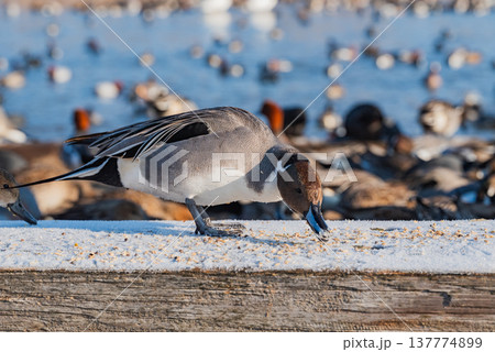 餌に夢中なカモ【御宝田遊水池】 餌に夢中なカモ【御宝田遊水池】 137774899
