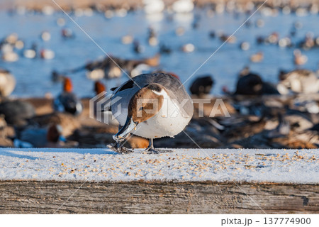 餌に夢中なカモ【御宝田遊水池】 137774900