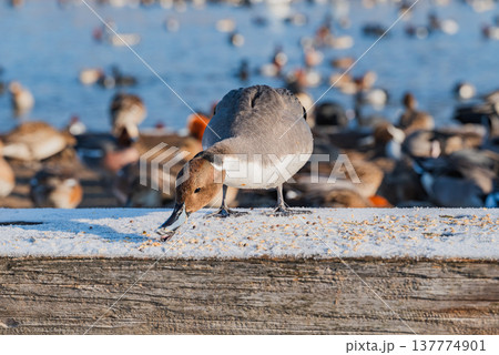 餌に夢中なカモ【御宝田遊水池】 137774901