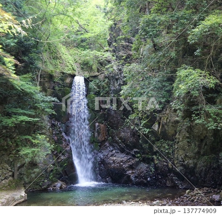 森林の中の滝と清流の自然風景 森林の中の滝と清流の自然風景 137774909