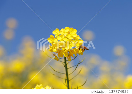 菜の花と青空 137774925