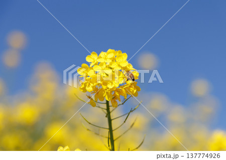 菜の花と青空 137774926