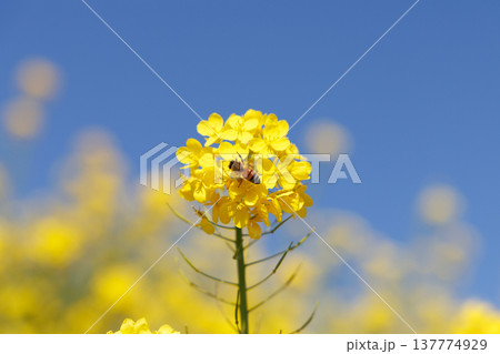 菜の花と青空 菜の花と青空 137774929