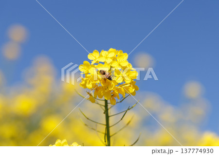 菜の花と青空 菜の花と青空 137774930