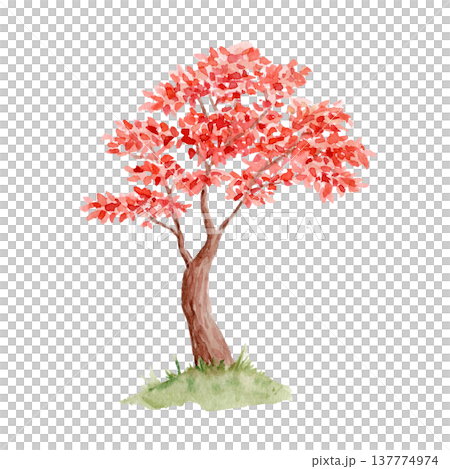 Watercolor red autumn tree with bright foliage isolated on white background. Hand painted ornamental garden tree, Japanese maple style illustration for nature design, botanical decor, seasonal concept 137774974