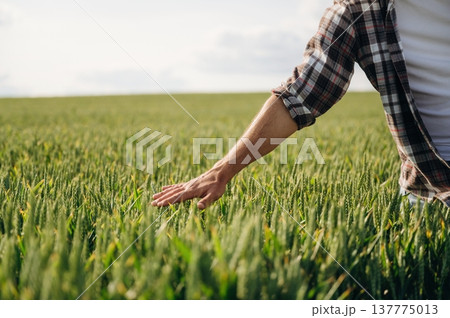 Touching the growing plants. Close up view of farmer's hands on the agricultural field 137775013