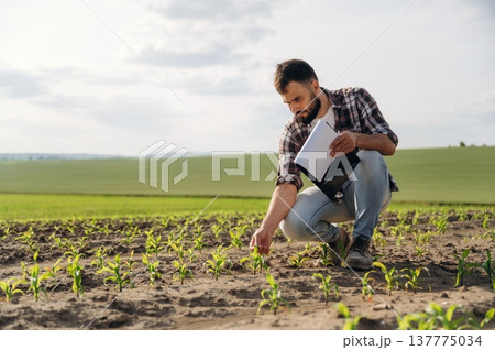Sitting, touching the wheat. Man farmer is on the agricultural field 137775034