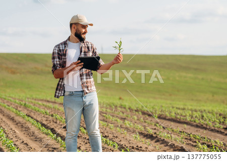 Farmer is on the middle of the agricultural field, checking the wheat growth Farmer is on the middle of the agricultural field, checking the wheat growth 137775055