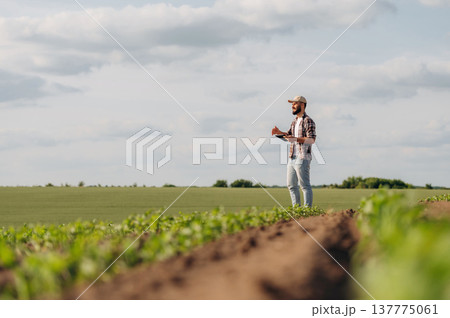 Distant view, holding digital tablet. Man farmer is on the agricultural field 137775061