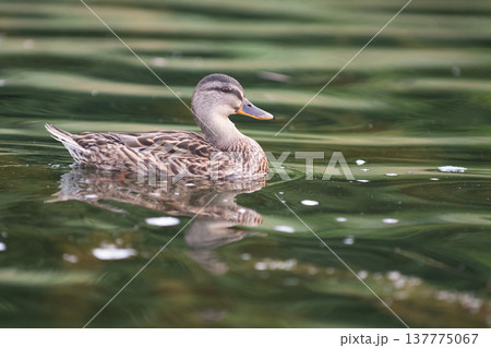 Beautiful duck 137775067