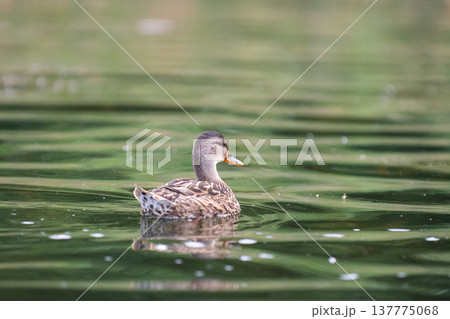Beautiful duck 137775068