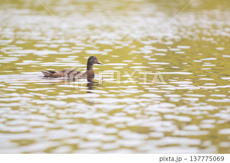 Beautiful duck 137775069