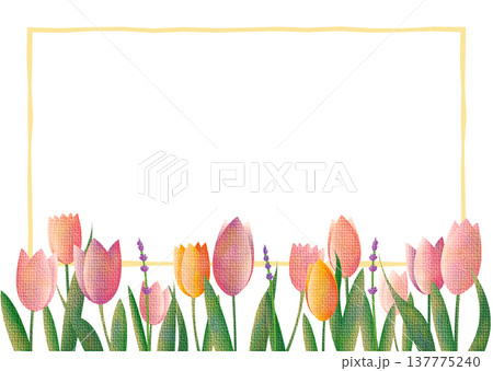 春のチューリップ畑1 137775240