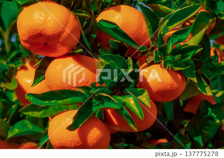 みかん園 137775278