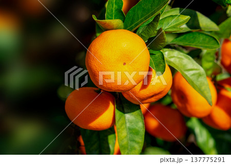 みかん園 137775291