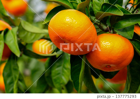 みかん園 137775293