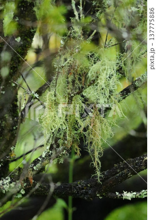 雨に濡れるウスネオイデス 137775886