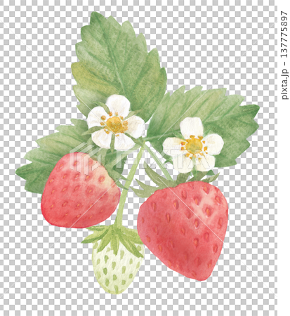水彩いちごのイラスト 137775897