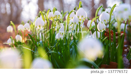 Close-up of blooming spring snowflake flowers (Leucojum vernum) growing in a forest. Fresh white blossoms with green stems in soft natural light create a peaceful spring nature scene with shallow Close-up of blooming spring snowflake flowers (Leucojum vernum) growing in a forest. Fresh white blossoms with green stems in soft natural light create a peaceful spring nature scene with shallow 137776572