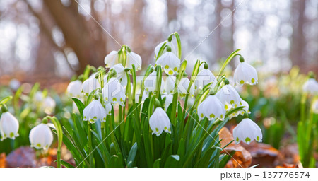 Close-up of blooming spring snowflake flowers (Leucojum vernum) growing in a forest. Fresh white blossoms with green stems in soft natural light create a peaceful spring nature scene with shallow Close-up of blooming spring snowflake flowers (Leucojum vernum) growing in a forest. Fresh white blossoms with green stems in soft natural light create a peaceful spring nature scene with shallow 137776574