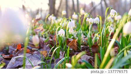 Close-up of blooming spring snowflake flowers (Leucojum vernum) growing in a forest. Fresh white blossoms with green stems in soft natural light create a peaceful spring nature scene with shallow Close-up of blooming spring snowflake flowers (Leucojum vernum) growing in a forest. Fresh white blossoms with green stems in soft natural light create a peaceful spring nature scene with shallow 137776575