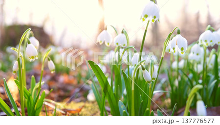 Close-up of blooming spring snowflake flowers (Leucojum vernum) growing in a forest. Fresh white blossoms with green stems in soft natural light create a peaceful spring nature scene with shallow Close-up of blooming spring snowflake flowers (Leucojum vernum) growing in a forest. Fresh white blossoms with green stems in soft natural light create a peaceful spring nature scene with shallow 137776577
