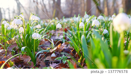 Close-up of blooming spring snowflake flowers (Leucojum vernum) growing in a forest. Fresh white blossoms with green stems in soft natural light create a peaceful spring nature scene with shallow 137776578