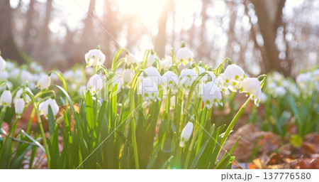 Close-up of blooming spring snowflake flowers (Leucojum vernum) growing in a forest. Fresh white blossoms with green stems in soft natural light create a peaceful spring nature scene with shallow Close-up of blooming spring snowflake flowers (Leucojum vernum) growing in a forest. Fresh white blossoms with green stems in soft natural light create a peaceful spring nature scene with shallow 137776580