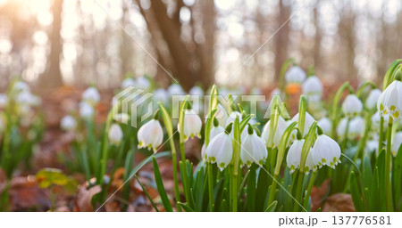Close-up of blooming spring snowflake flowers (Leucojum vernum) growing in a forest. Fresh white blossoms with green stems in soft natural light create a peaceful spring nature scene with shallow Close-up of blooming spring snowflake flowers (Leucojum vernum) growing in a forest. Fresh white blossoms with green stems in soft natural light create a peaceful spring nature scene with shallow 137776581