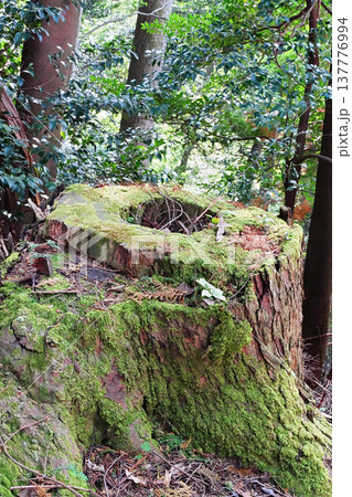 鞍馬山山中の苔むした切り株 鞍馬山山中の苔むした切り株 137776994