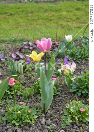 フランス・パリのパリ植物園で咲くチューリップの花。色鮮やかな春の花壇の風景。2026年3月9日撮影。 フランス・パリのパリ植物園で咲くチューリップの花。色鮮やかな春の花壇の風景。2026年3月9日撮影。 137777013