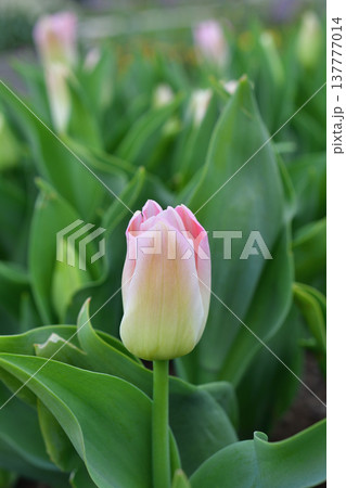 フランス・パリのパリ植物園で咲くチューリップの花。色鮮やかな春の花壇の風景。2026年3月9日撮影。 フランス・パリのパリ植物園で咲くチューリップの花。色鮮やかな春の花壇の風景。2026年3月9日撮影。 137777014
