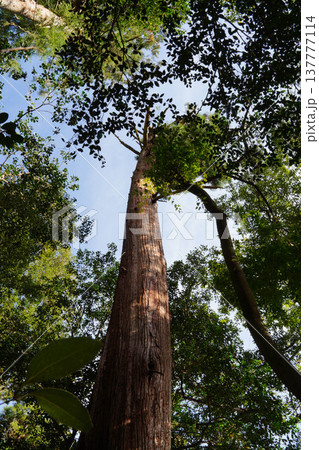 鞍馬寺から貴船への山道の風景 137777114