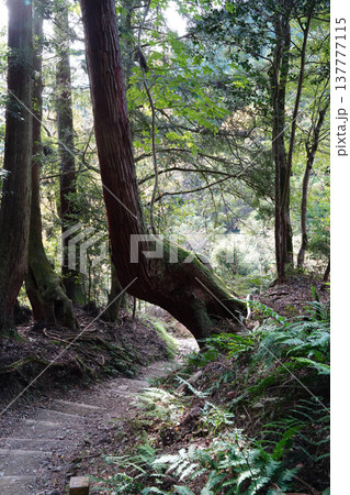 鞍馬寺から貴船への山道の風景 137777115
