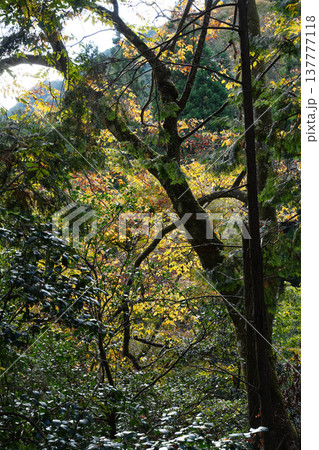 鞍馬寺から貴船への山道の風景 鞍馬寺から貴船への山道の風景 137777118