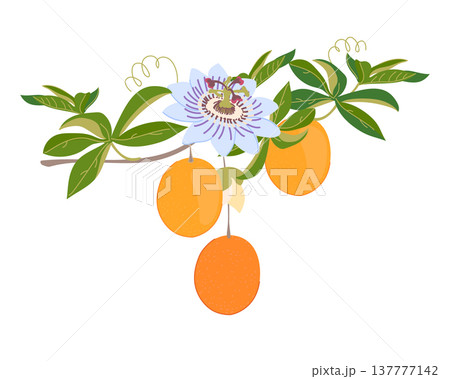 Granadilla branch with fruits, flowers, and leaves. Fresh, sweet passion fruit. Tropical vine. Colored vector illustration of blue passionflower. 137777142