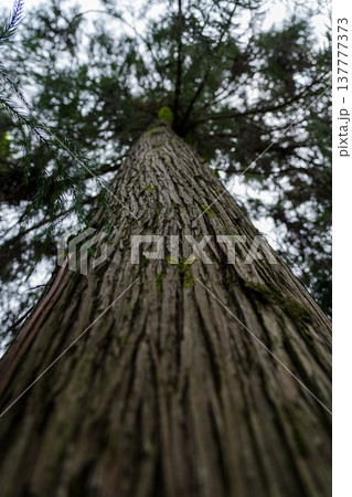 Tall sequoia tree view from bottom to top Sequoia at the Botanical Garden 137777373