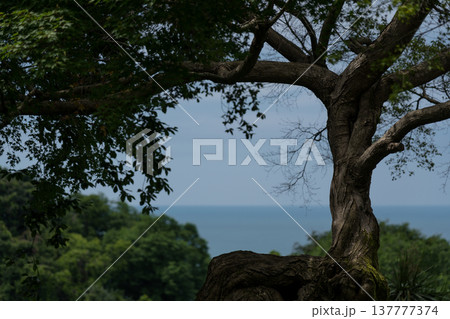Framing. The sea through the tree. View of the Black Sea, Botanical Garden 137777374