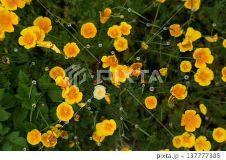 An exhibition at the Botanical Garden in Georgia. Yellow flowers background An exhibition at the Botanical Garden in Georgia. Yellow flowers background 137777385