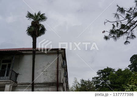A lonely palm tree against the background of an old building and an overcast sky A lonely palm tree against the background of an old building and an overcast sky 137777386