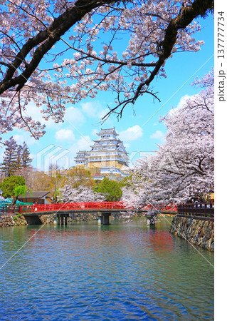 兵庫県姫路市、満開の桜と姫路城の風景 137777734
