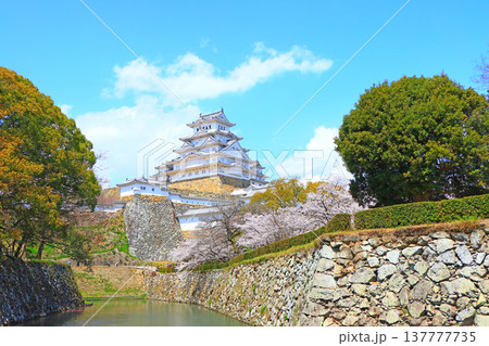 兵庫県姫路市、満開の桜と姫路城の風景 兵庫県姫路市、満開の桜と姫路城の風景 137777735