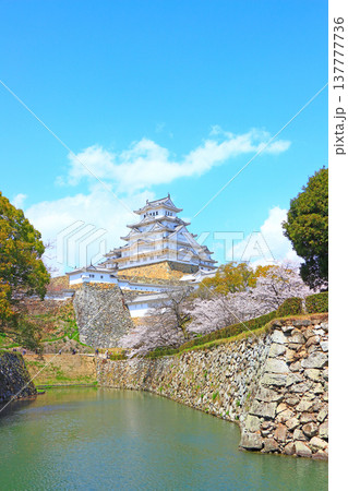 兵庫県姫路市、満開の桜と姫路城の風景 兵庫県姫路市、満開の桜と姫路城の風景 137777736