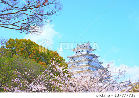 兵庫県姫路市、満開の桜と姫路城の風景 137777738