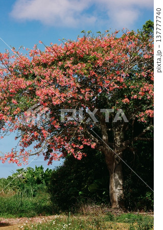青空に咲くトックリキワタの花の木 137777740