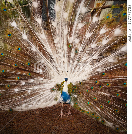 Male peacock displaying tail with partial white feathers 137777788